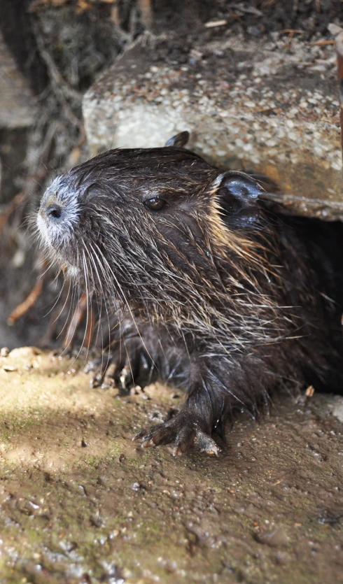 an otter stands near rocks and dirt on his back paws