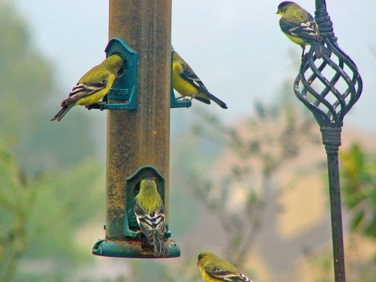 there are some birds that are on a pole