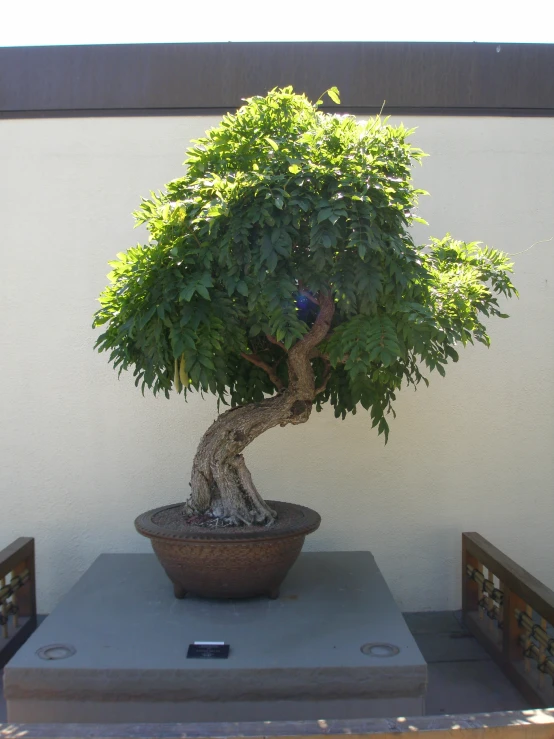 a bonsai tree in a pot with a laptop on a table