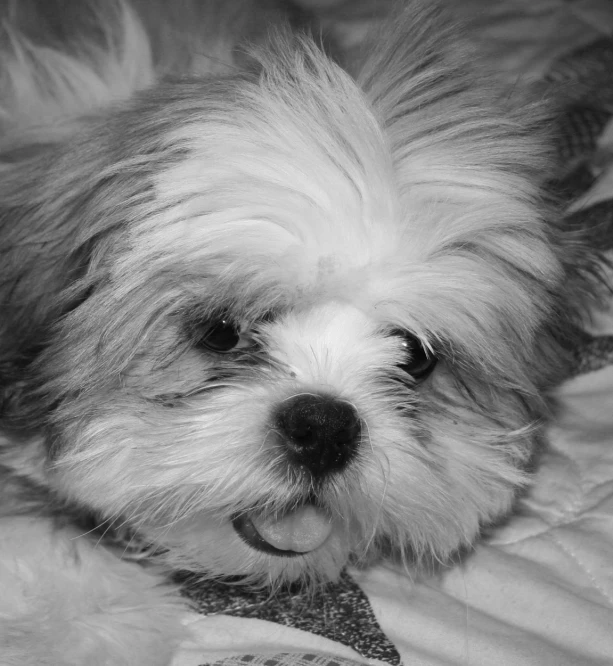 a dog lying on a bed with a furball in its mouth