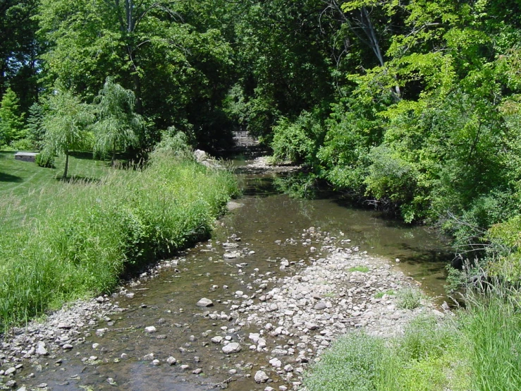 a stream running through a lush green forest