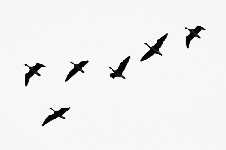 a flock of birds flying through the sky