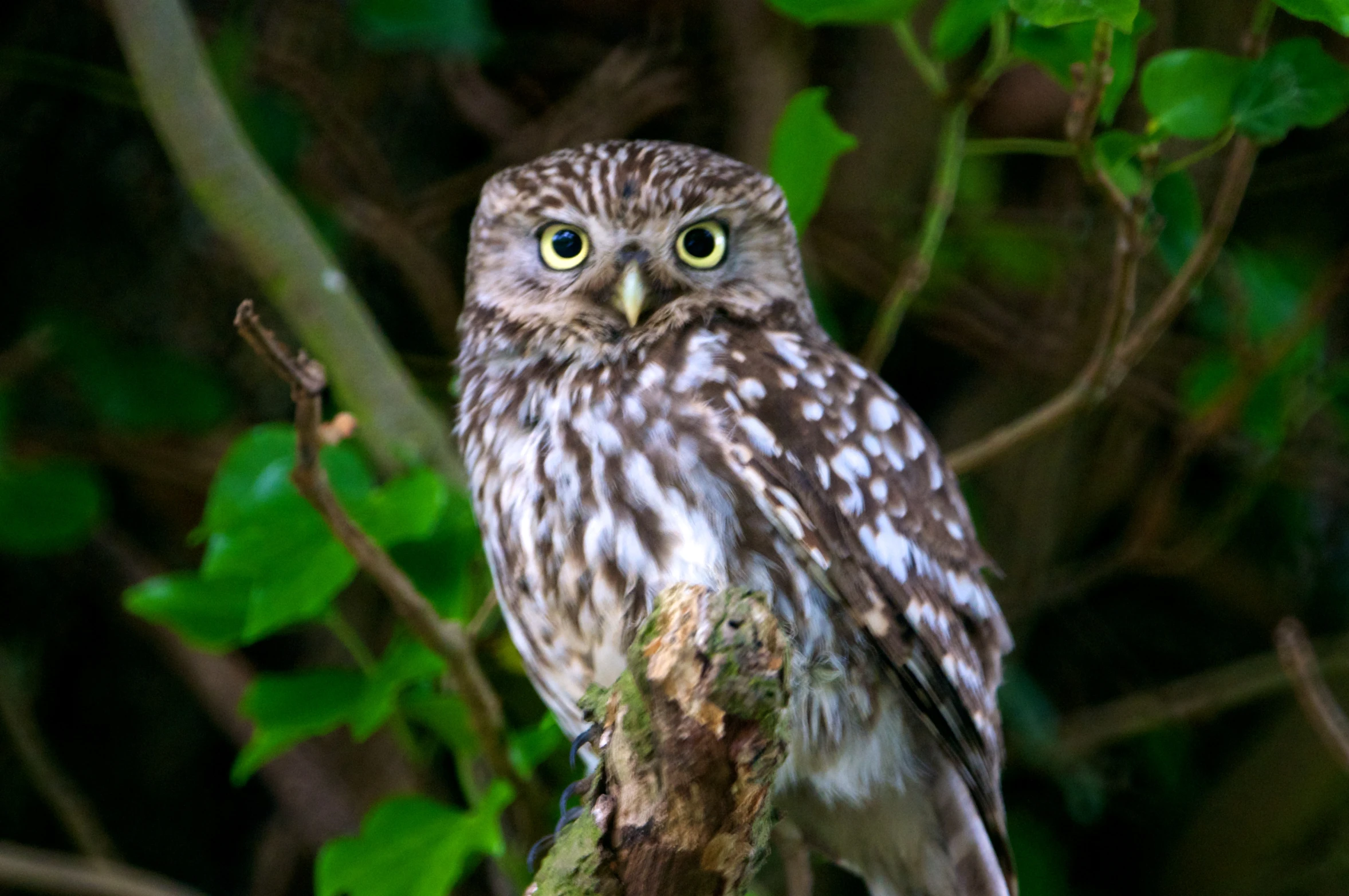 the owl is perched on a tree nch