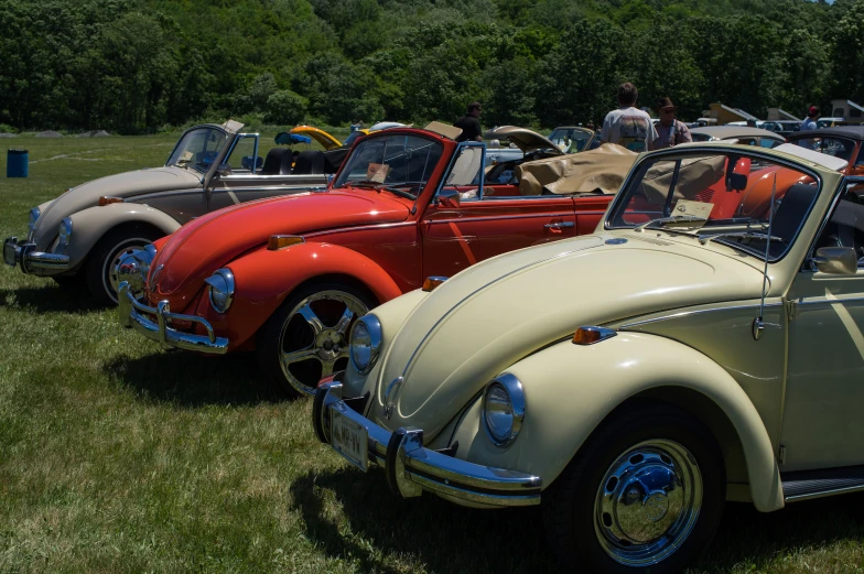 classic volkswagen coupes lined up on grass in a field