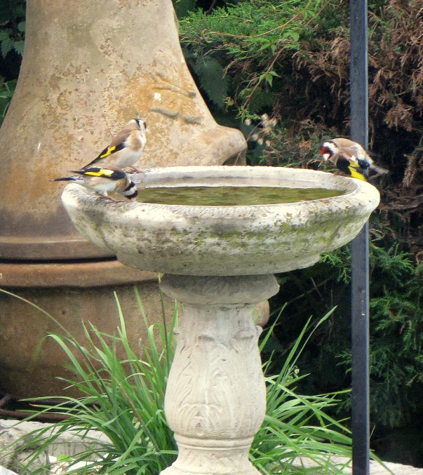 there are birds sitting on the bird bath