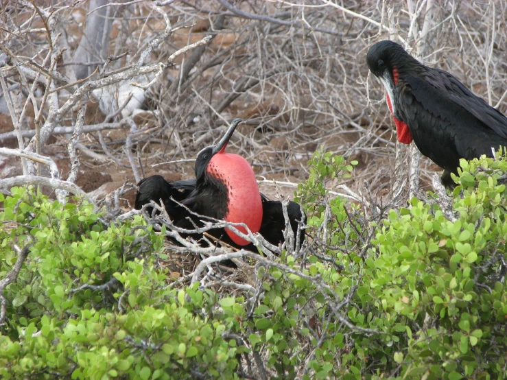 two black birds with red cups near brush and trees