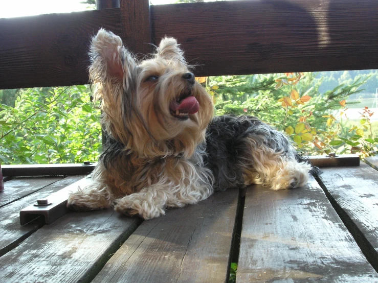 a dog sitting on the ground sticking his tongue out