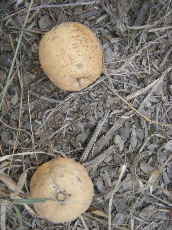 a couple of fruits on some ground by some grass