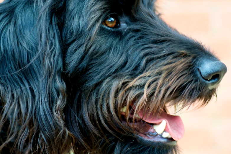 an image of a black dog that is looking forward