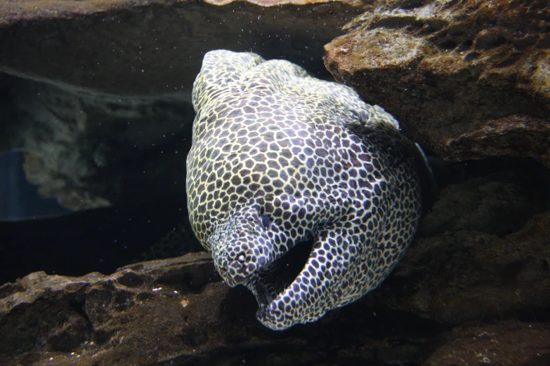 a spotted fish looks for food in a cave