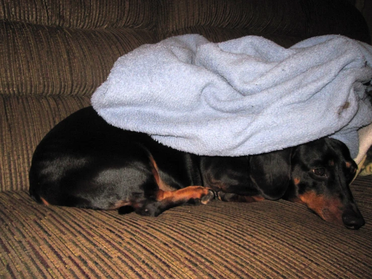 the small dog is laying under a blanket