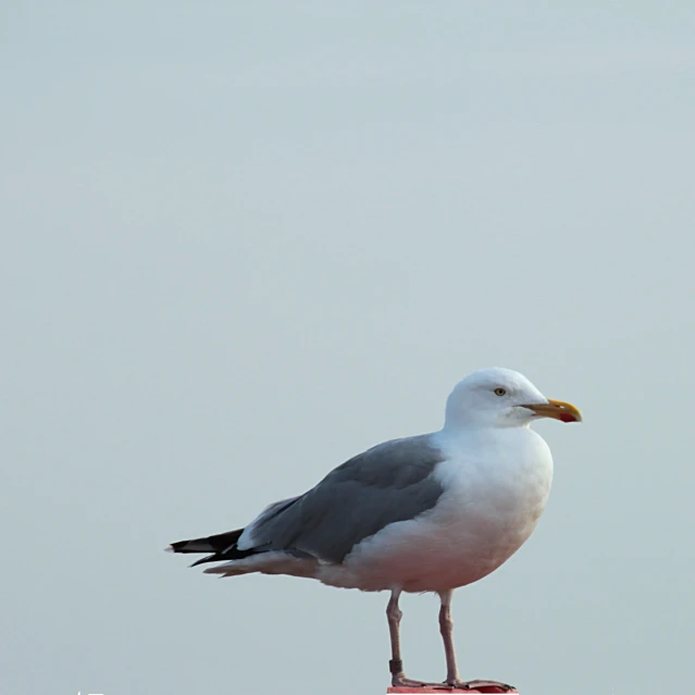 a bird perched on the edge of a pole