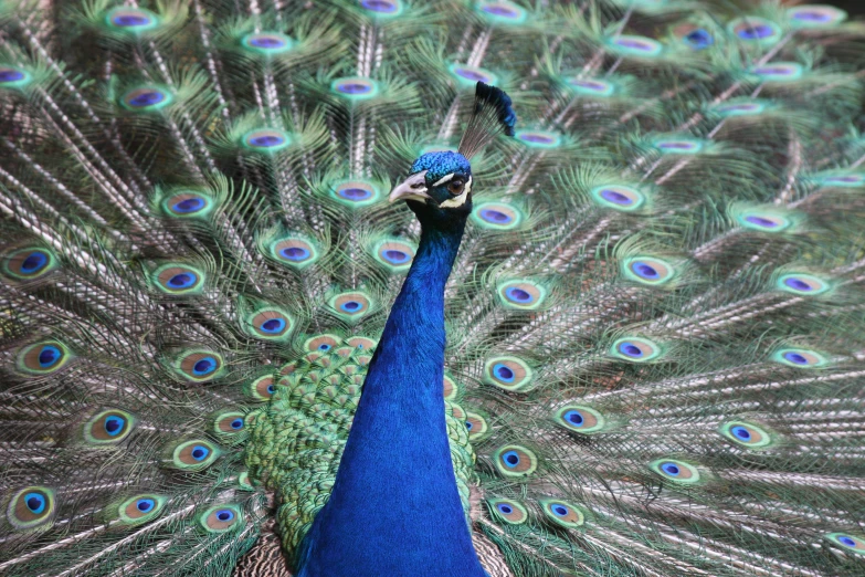 a close up of a peacock with its tail feathers spread