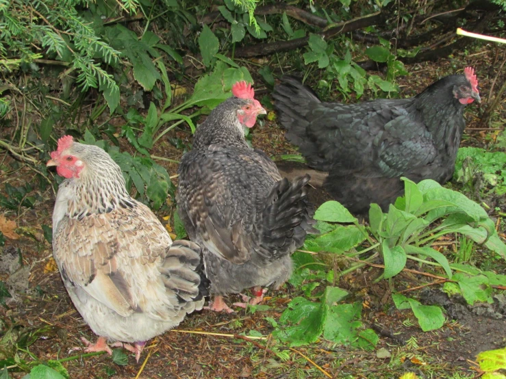 the roosters are standing outside near green plants