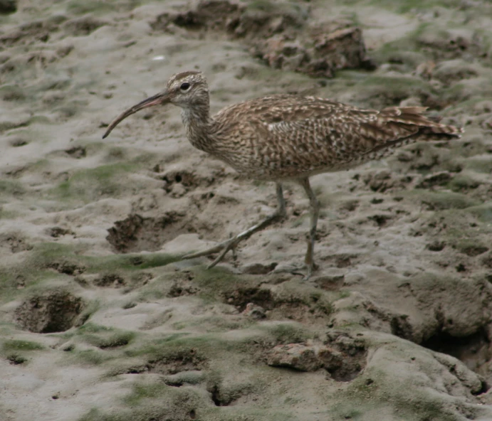 bird walking through sandy ground and rocks on land