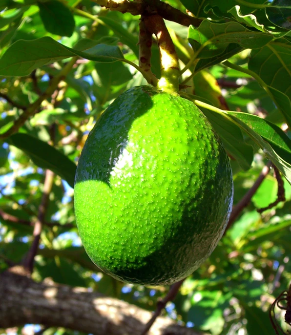 an image of an orange on tree nch