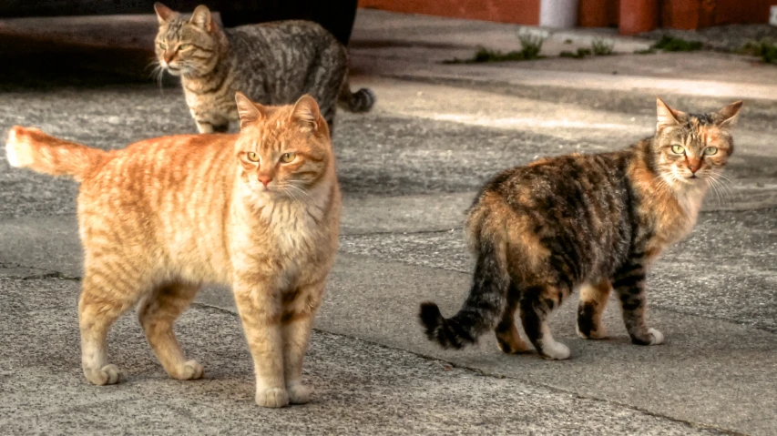 two cats are walking down the sidewalk with one looking straight at the camera