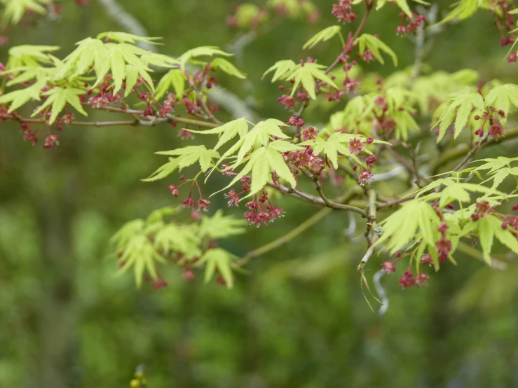 the small green leaves and red flowers are all over the plant