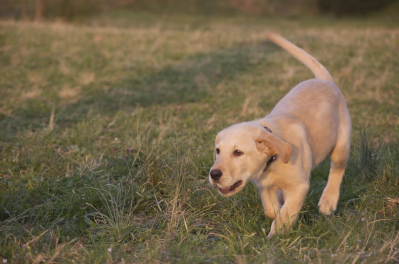 small brown dog walking through green grass in an open field