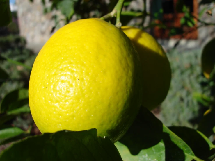 two yellow lemons growing in the shade on the tree