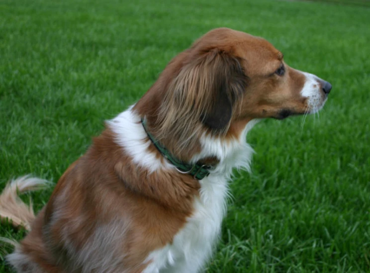 dog in grassy field with white and brown fur