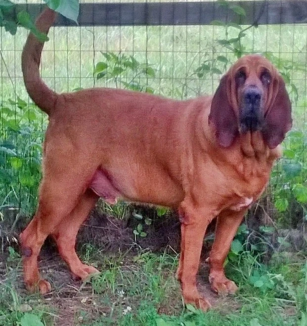a red dog standing in the grass looking straight ahead