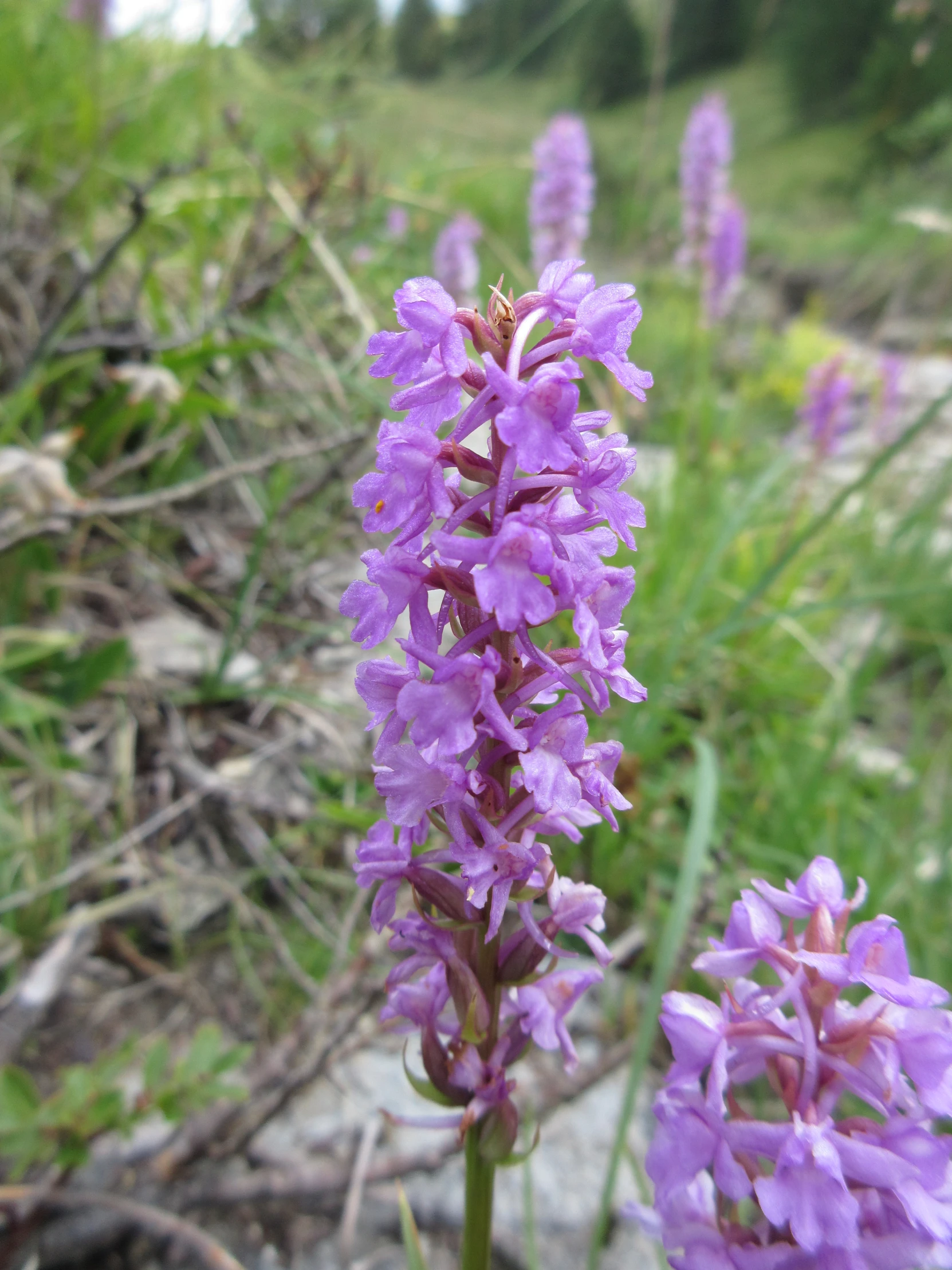 an image of a bunch of purple flowers