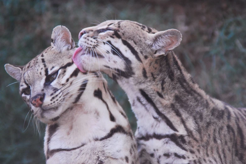 a couple of cats sticking their mouths out