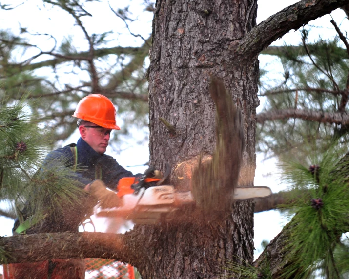 a man in an orange hat chains sawing a large tree