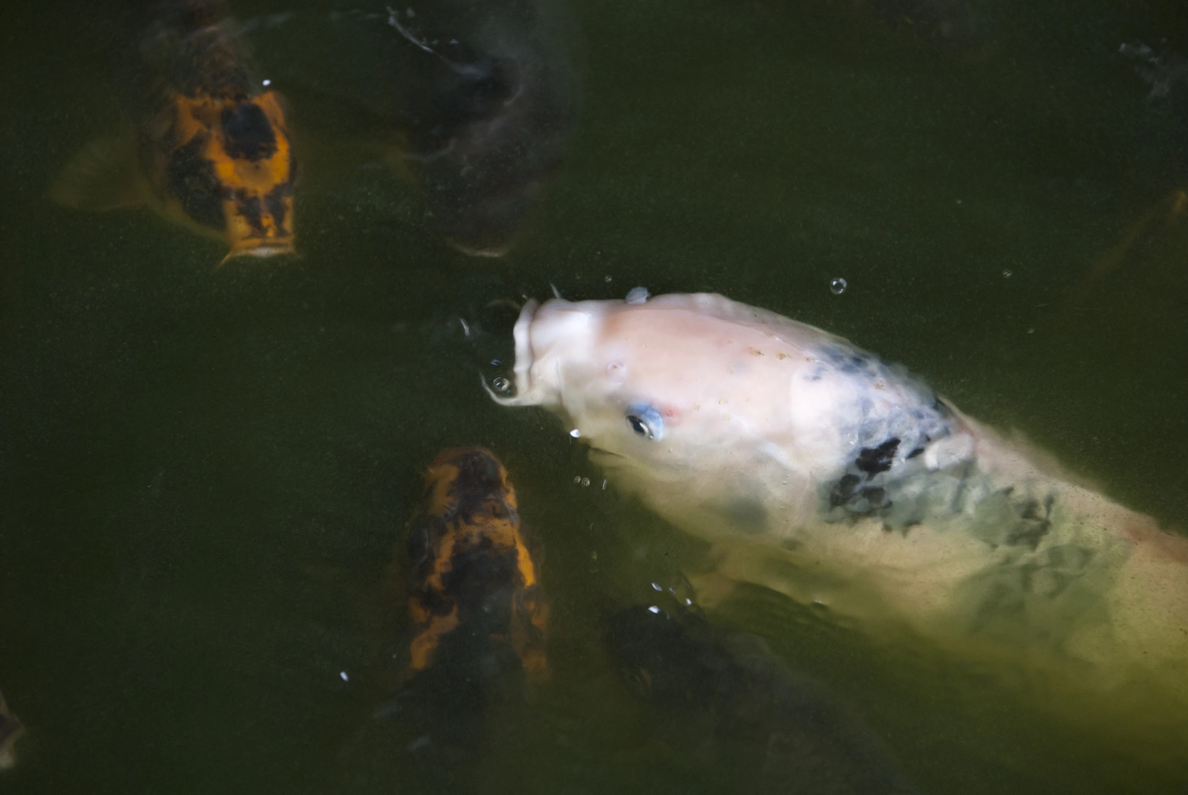several fish with blue eyes in water and dark