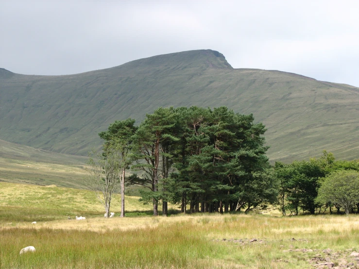 a view of the valley with trees and cows