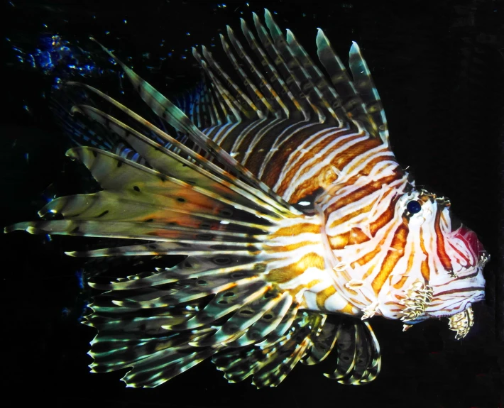 an orange and white fish with lots of lights on its face