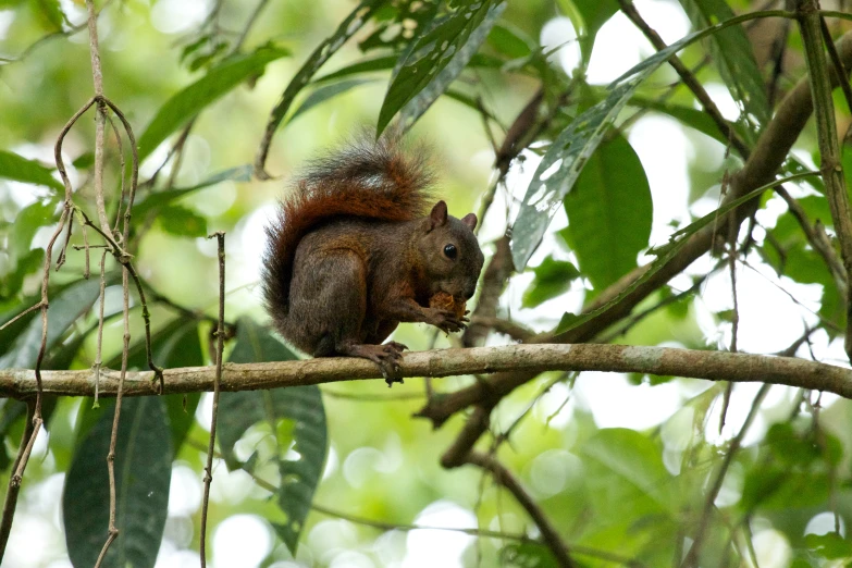 a red squirrel sits on top of a nch