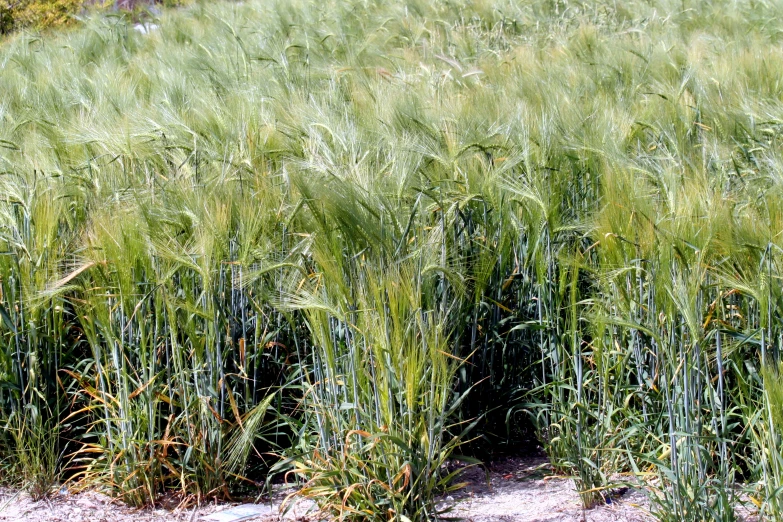 an area with grass, dirt and rocks around it