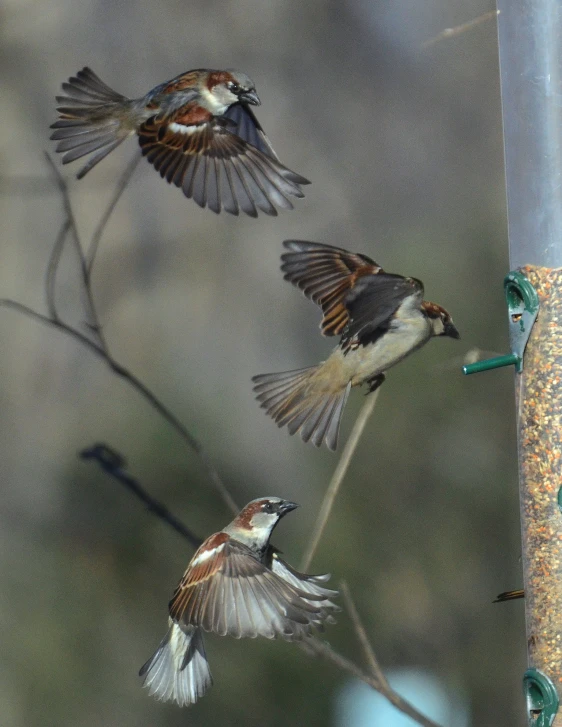 there are three birds flying away from a feeder