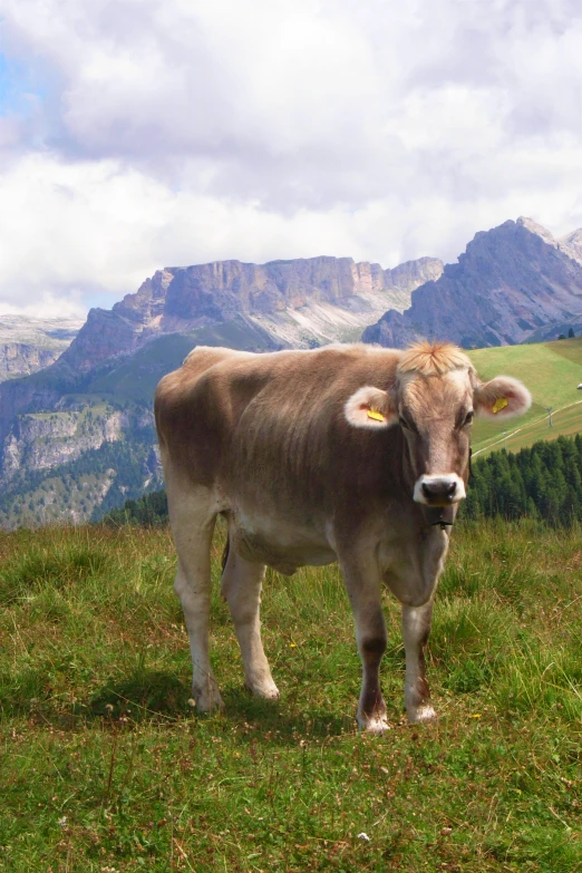 a cow standing in a grassy field on the mountain side