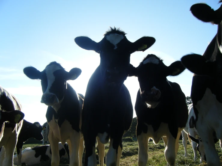 a group of cows with one looking in the camera