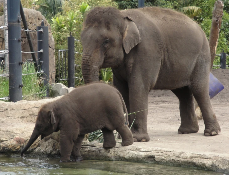 an elephant standing on the side of a body of water