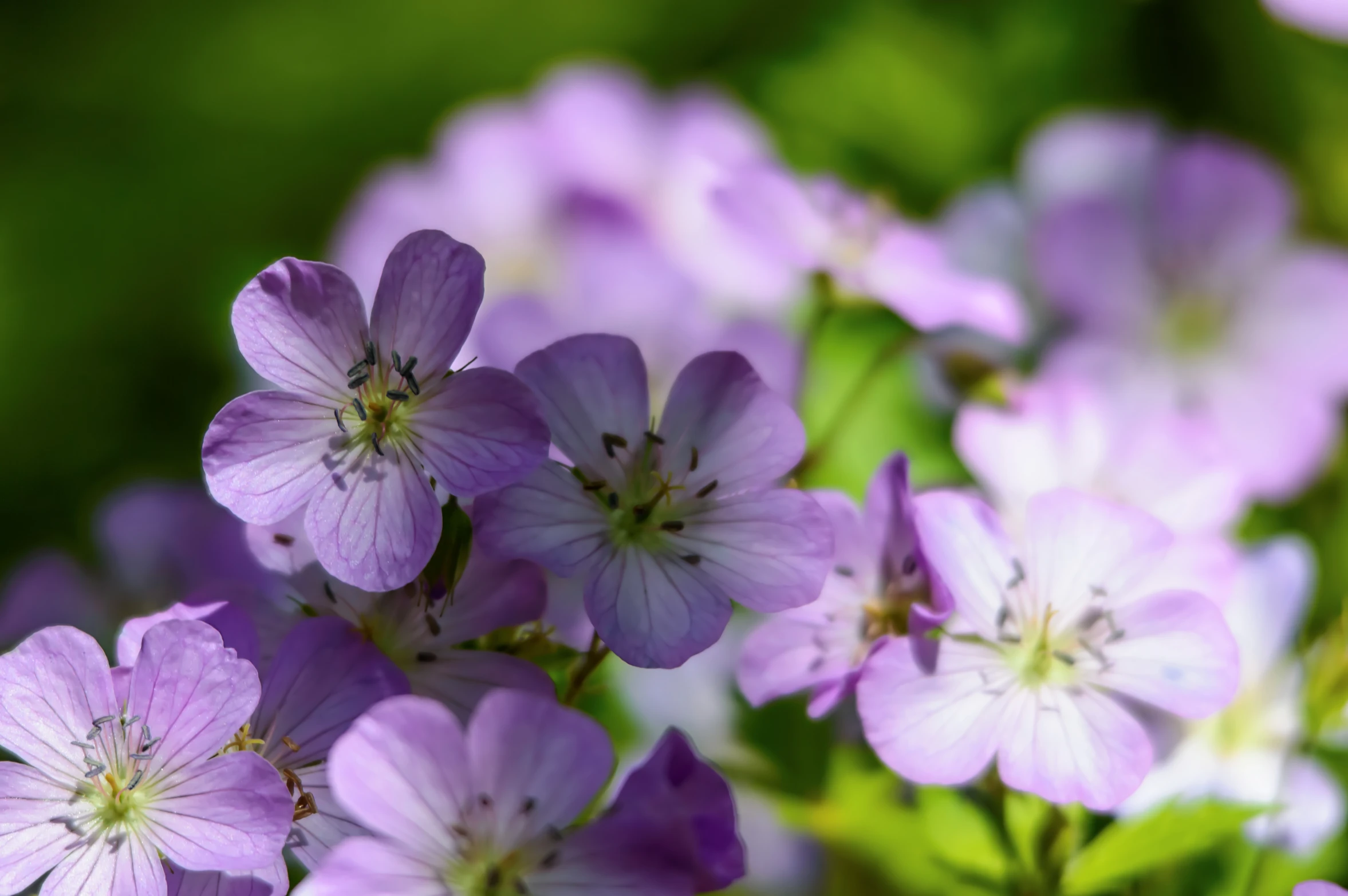 pretty purple flowers in bloom with green stems