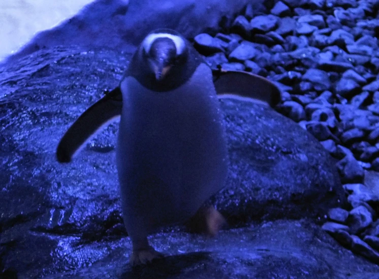 a penguin sitting on a rocky surface next to rocks