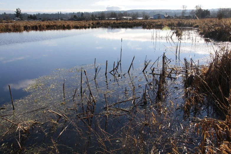 the water is murky and has small patches of ice on it