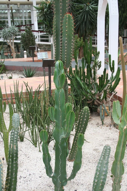 several plants and rocks in a desert like area