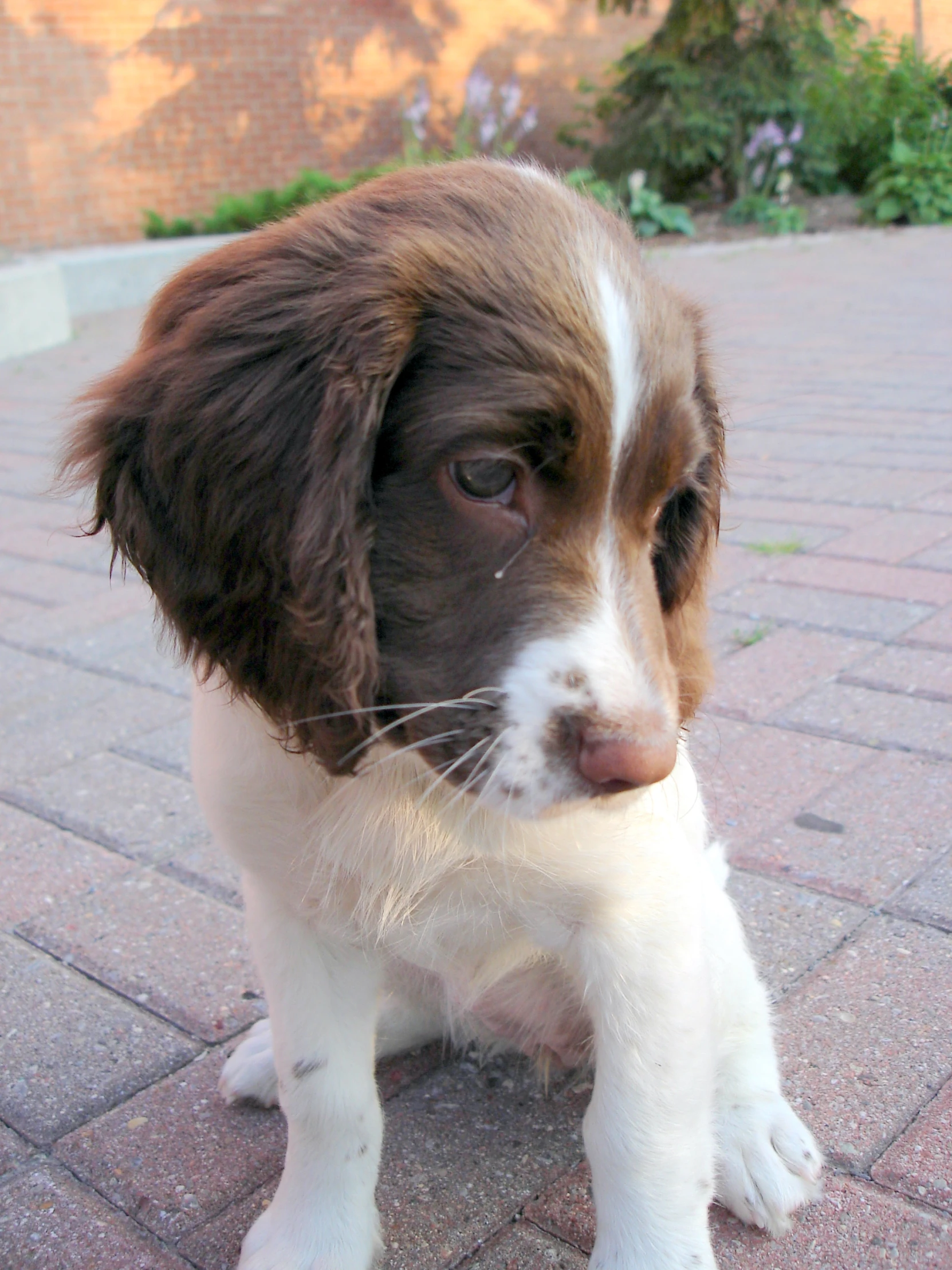 a brown and white dog sitting on top of a brick walkway