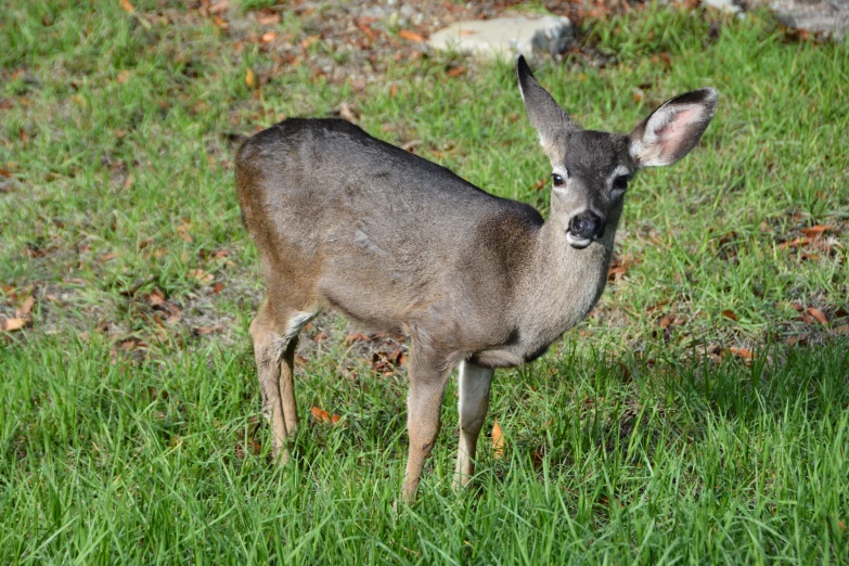 a deer standing in some grass with leaves on the ground