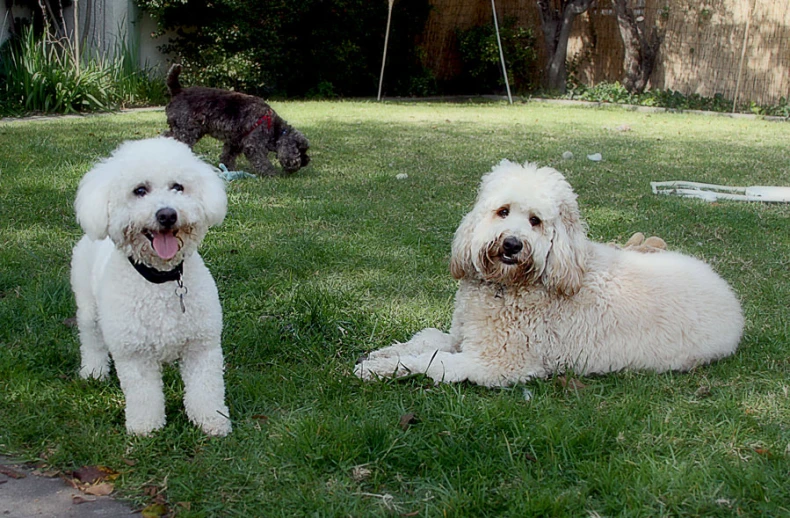 two white dog standing on grass with one sitting down