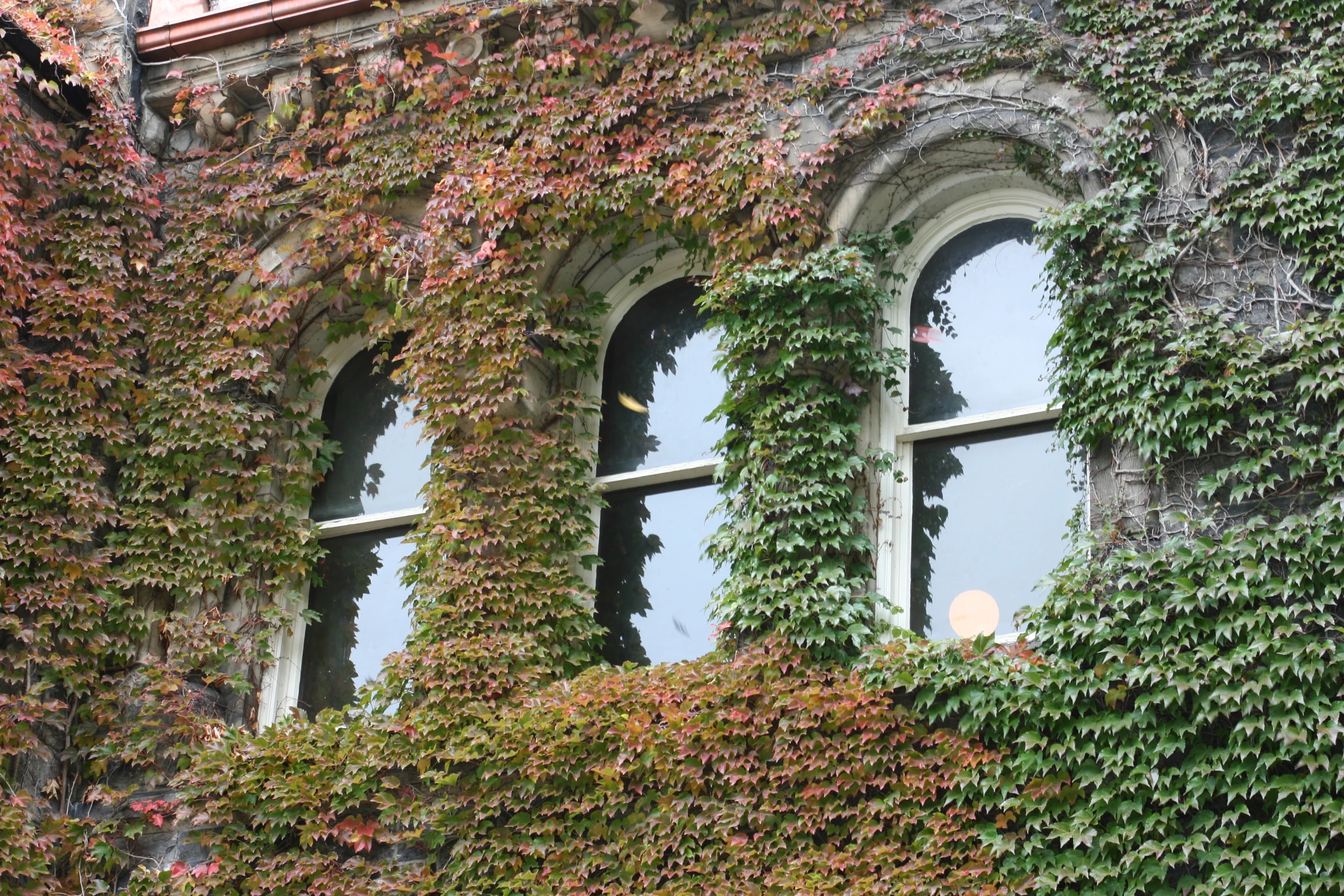 an old house that has ivy growing over the windows