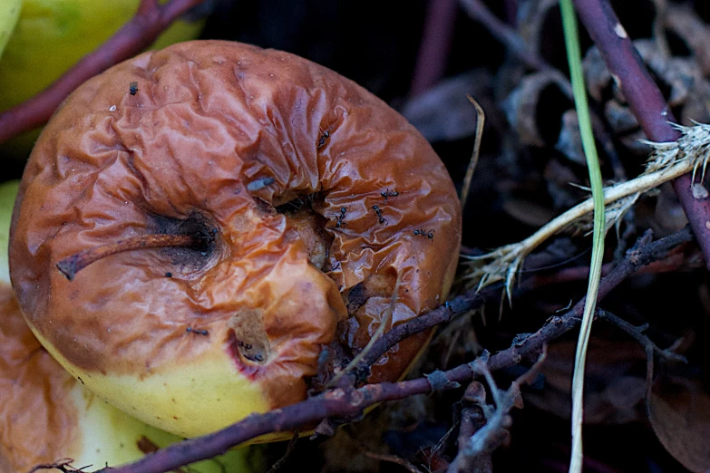 rotten apple in an orchard next to yellow apples