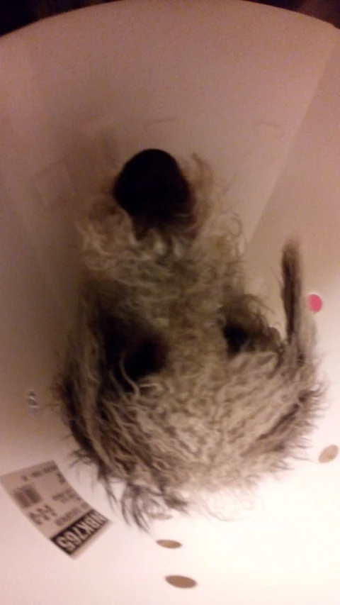 a dog sits inside of a toilet bowl with a fur ball