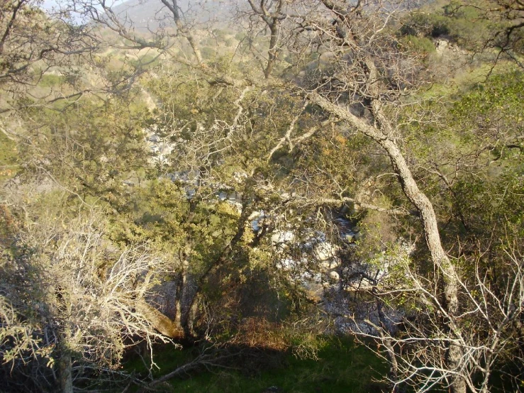 the woods are covered with thick and thin trees