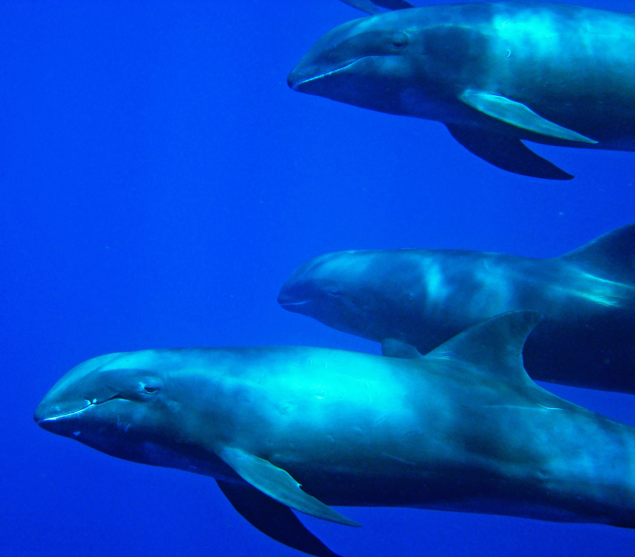 three dolphins are swimming in the blue water